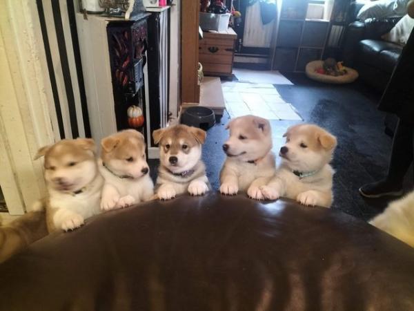 Image 1 of Akita/husky mix puppies