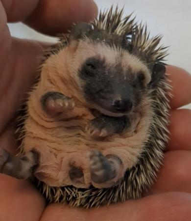 Image 2 of African pgymy hedgehogs