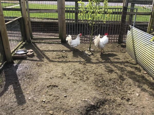 Image 1 of Pair of White Leghorn for sale