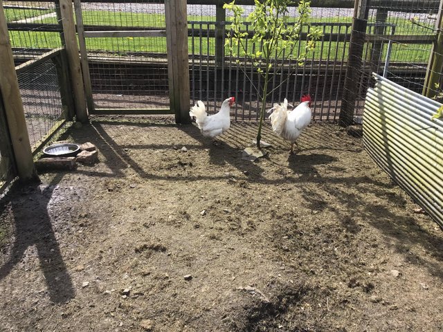 Preview of the first image of Pair of White Leghorn for sale.