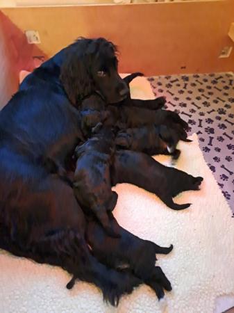 Image 4 of Happy and Fully Health checked Cockapoo puppies