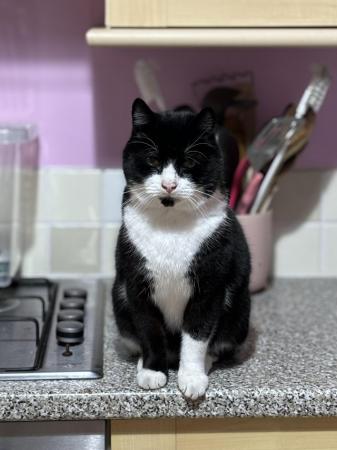 Image 3 of Friendly Black & White Cat