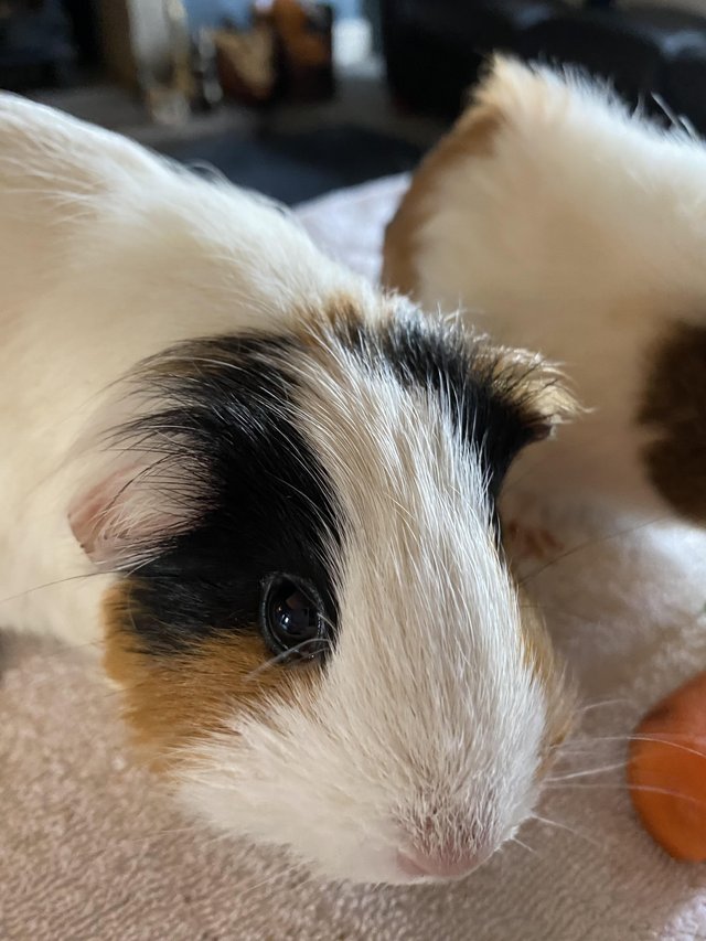 Preview of the first image of Beautiful Guinea Pigs looking for a five star home.
