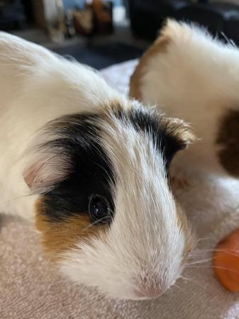 Image 1 of Beautiful Guinea Pigs looking for a five star home