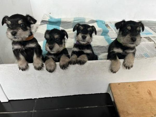Image 1 of KC Registered miniature schnauzer puppies, stunning!