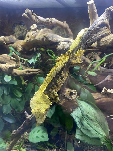 Preview of the first image of Crested gecko with exo terra.