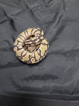 Image 1 of Cb23 female pastel royal python