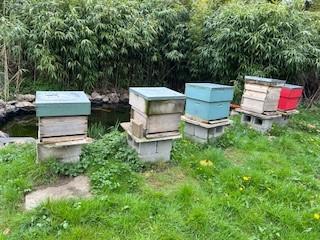 Image 1 of overwintered bees and hives for sale