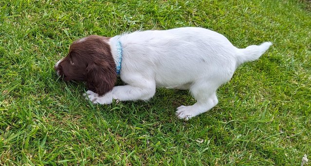 Image 16 of sprocker for sale from loving home