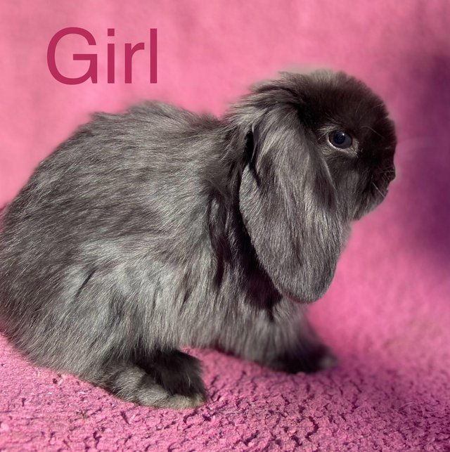 Preview of the first image of Beautiful Purebred Mini Lop Babies ***SOLD***.