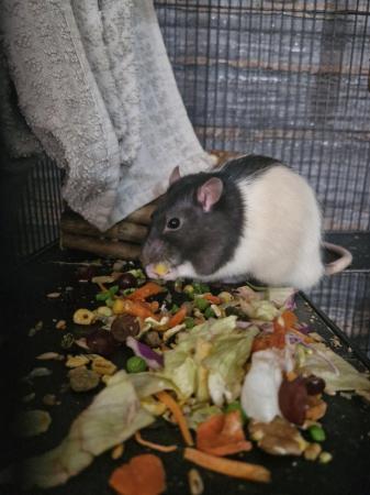 Image 5 of 2 male rats*** comes with cage and accessories