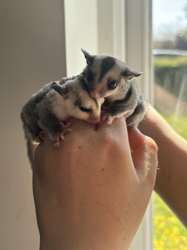 Preview of the first image of Hand tame baby sugar glider.