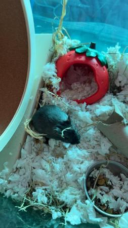 Image 3 of Two male gerbils with accessories.