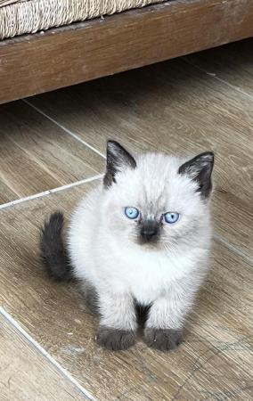 Image 18 of British Shorthair colourpoint kittens READY NOW