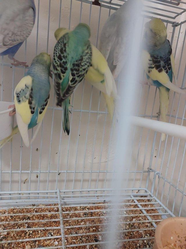 Preview of the first image of Gorgeous baby budgies for sale.