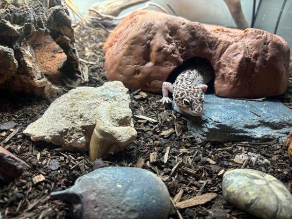 Image 2 of Leopard gecko with full set up