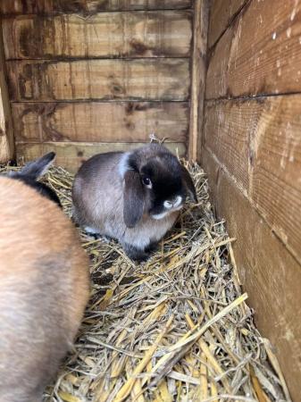 Image 1 of 4 baby rabbits for sale. 1 sooty 3 martinsable