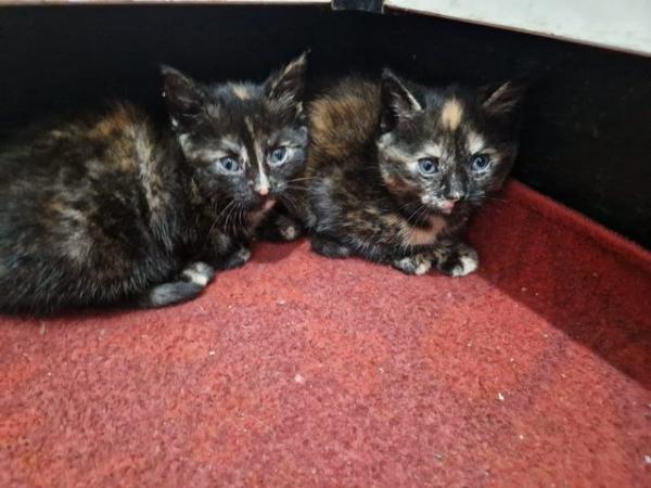 Image 4 of 9 weeks old kittens - 2 black males, 2 tortoiseshell females