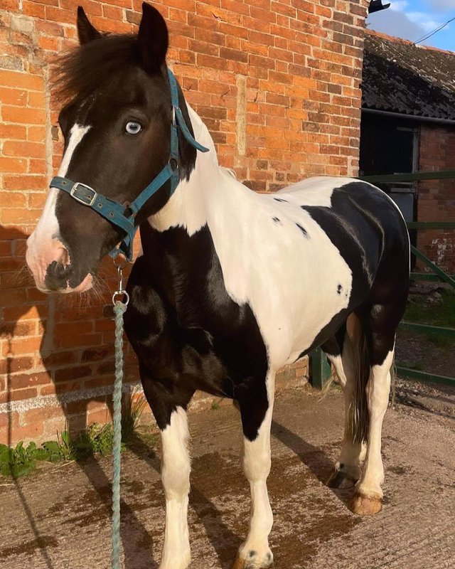 Preview of the first image of 14.3 Welsh d cob for sale.