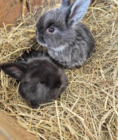 Image 2 of Mini Lop Rabbits fo sale ready to leave now