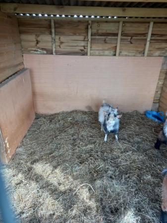 Image 2 of Male African pygmy goat for sale