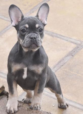 Image 1 of 3 Adorable French Bulldog pups left