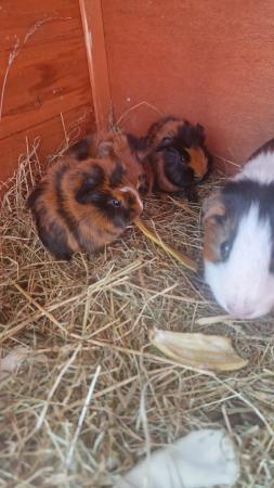 Image 4 of Guinea pigs ready to reserve