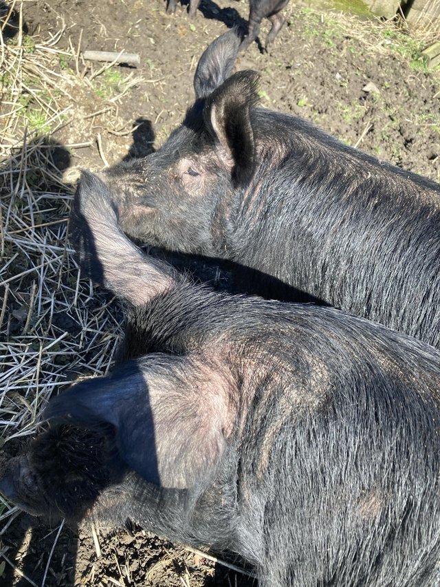 Preview of the first image of Handsome Berkshire boar pigs.
