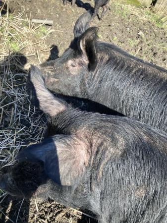 Image 1 of Handsome Berkshire boar pigs