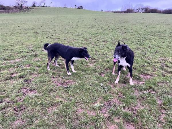 Image 1 of Border collie dog looking for active home