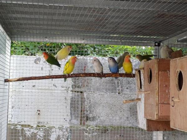 Image 4 of Colony of 10 peach faced lovebirds
