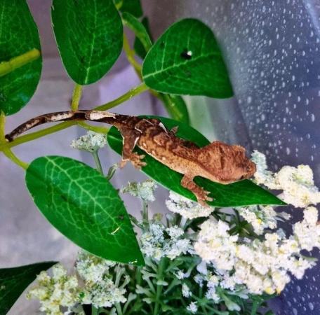 Image 5 of Beautiful Male Crested Gecko