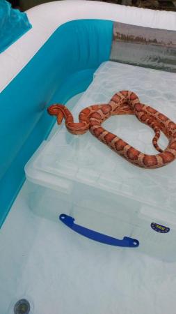 Image 6 of Adult Corn Snakes Rehome - £20 each