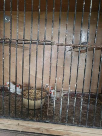 Image 2 of Shuting down aviary all finches for sale
