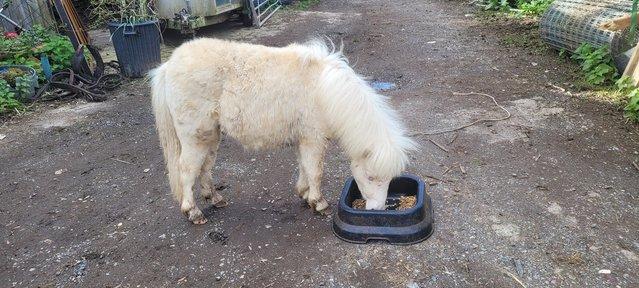 Image 2 of Gorgeous cremello colt. Registered with spbs.