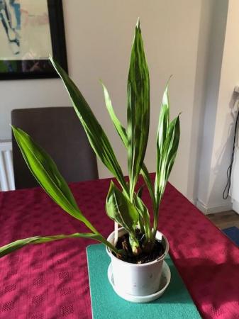 Image 3 of Orchid (indoor) plant - Pabstia jugosa x Zygopetaum