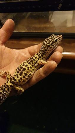 Image 4 of Gecko (male and female) and set up