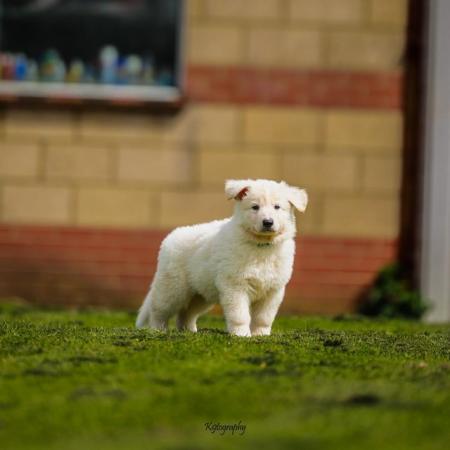Image 13 of White GSD Puppies for sale