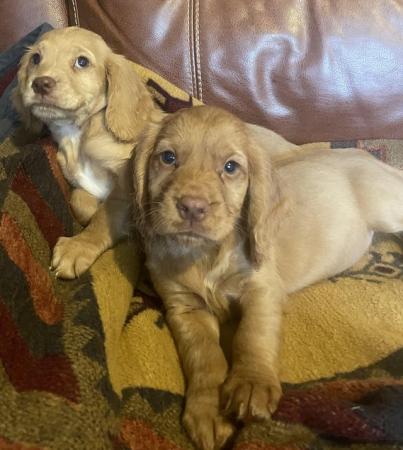 Image 6 of Red Cocker spaniel puppies