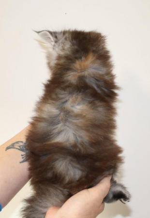 Image 6 of Stunning polydactyl maine coon girls