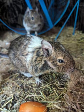 Image 3 of 2 female Degus with cage and accessories for sale