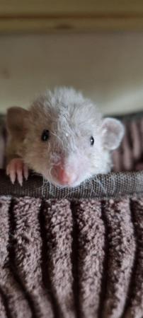 Image 1 of 100% tame baby rats. Guaranteed!!