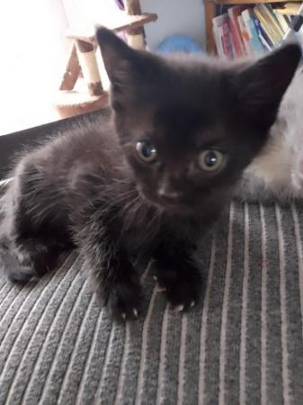 Image 4 of Beautiful Kittens for sale