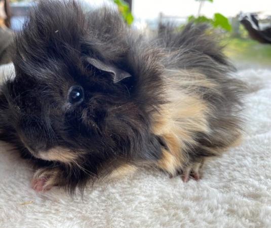 Image 27 of Beautiful long haired very friendly  baby boy guinea pigs