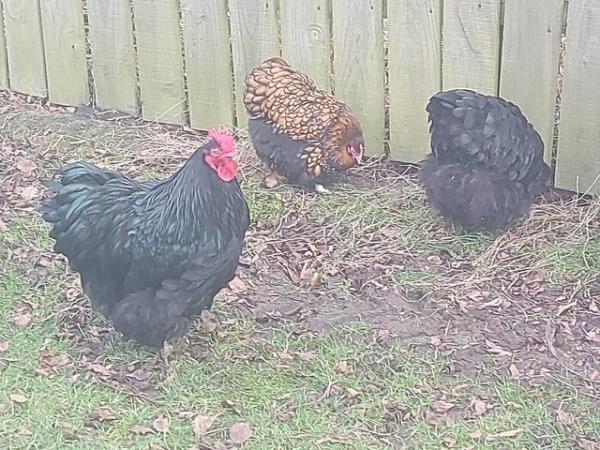 Image 3 of Wanted  black or blue orpington  bantam  s  pair trio or co