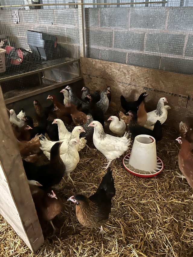 Preview of the first image of Warren Brown Pullets guaranteed hens.