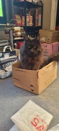 Image 2 of Two year old maine coon for rehome