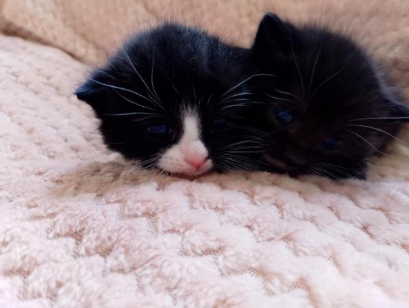 Image 7 of Beautiful Siamese X kittens