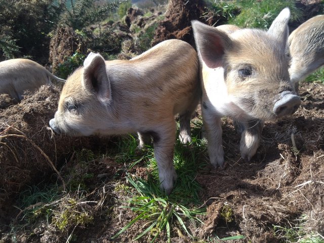 Preview of the first image of Mangalitza X kune kune piglets ready 18th june.