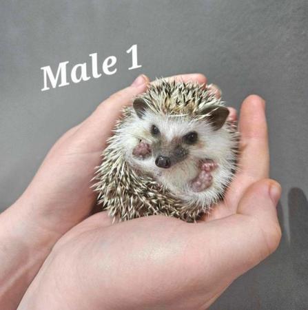 Image 5 of Two Male Pygmy Hedgehogs